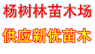 杨树林苗木场