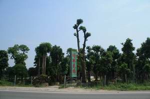 广东省佛山市北滘培兴花场