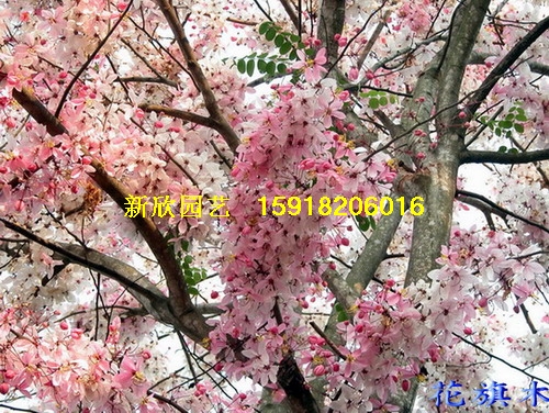 广东省佛山市新欣园艺