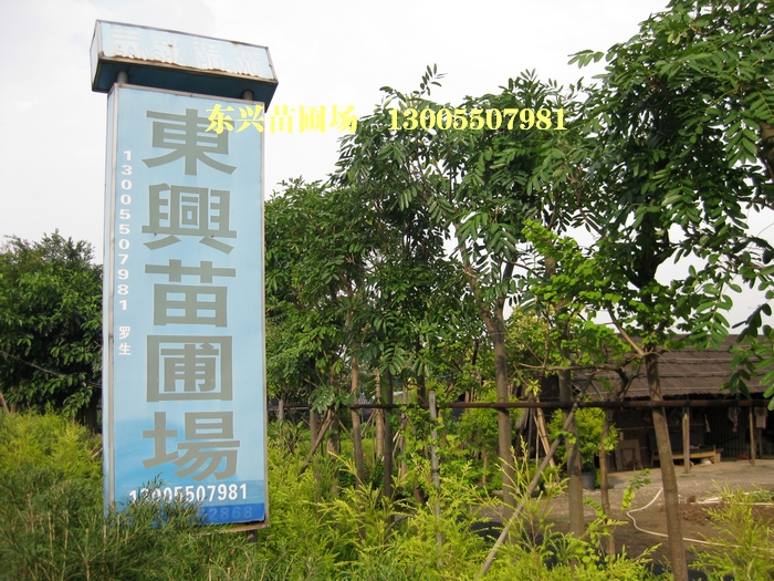 广东省中山市横栏镇三沙东兴苗圃场