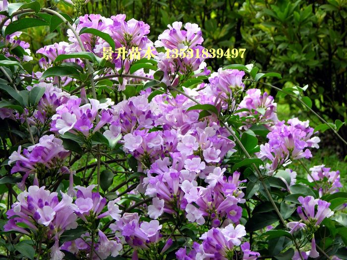 中山市横栏三沙景升花木场
