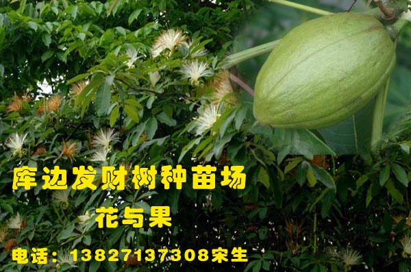库边大型发财树种苗基地