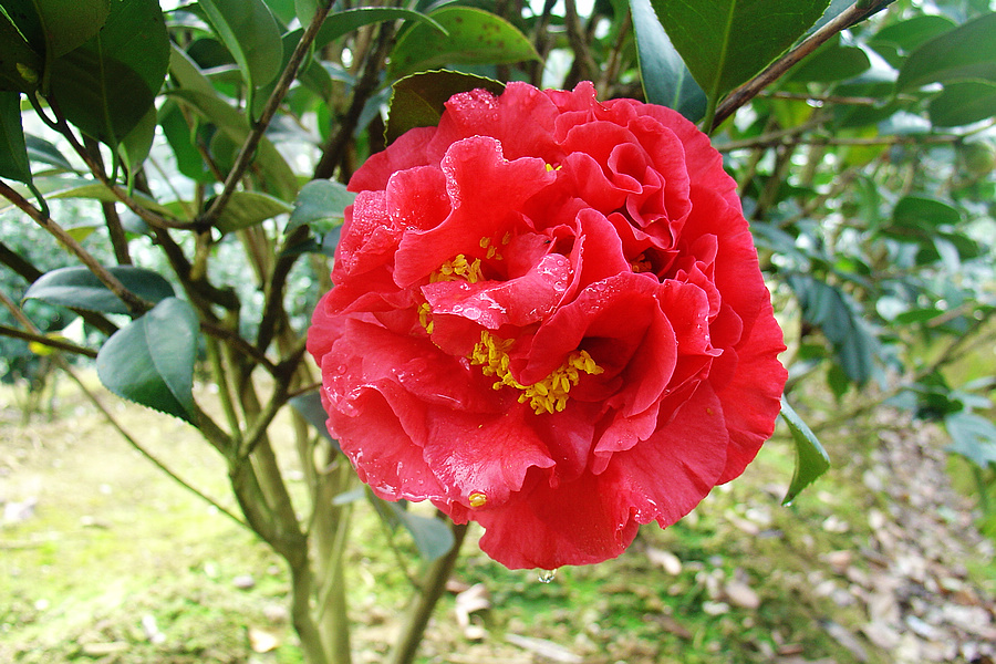 福建美好茶花产业