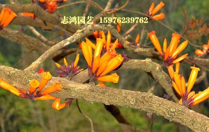 广东省佛山市南海区狮山志鸿园艺