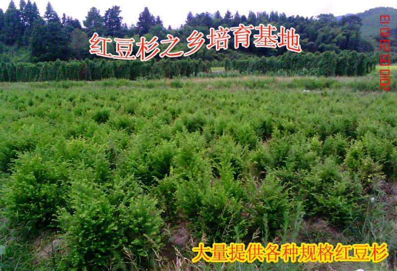 中国红豆杉之乡、红豆杉培育基地（明溪县翠湖园林苗木专业合作社）