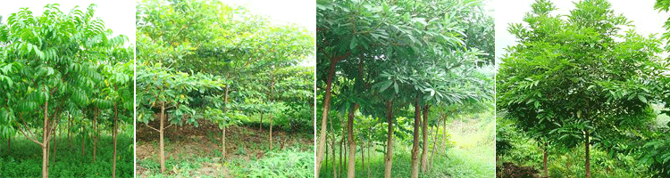 广东省新兴县开心苗木场