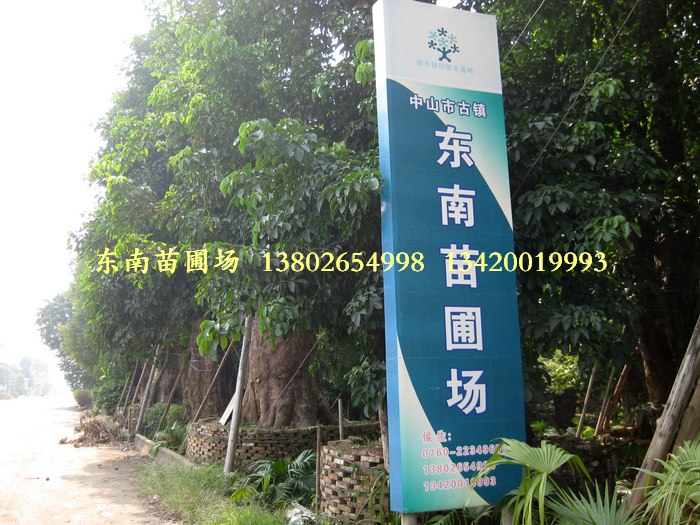 广东省中山市古镇东南苗圃场