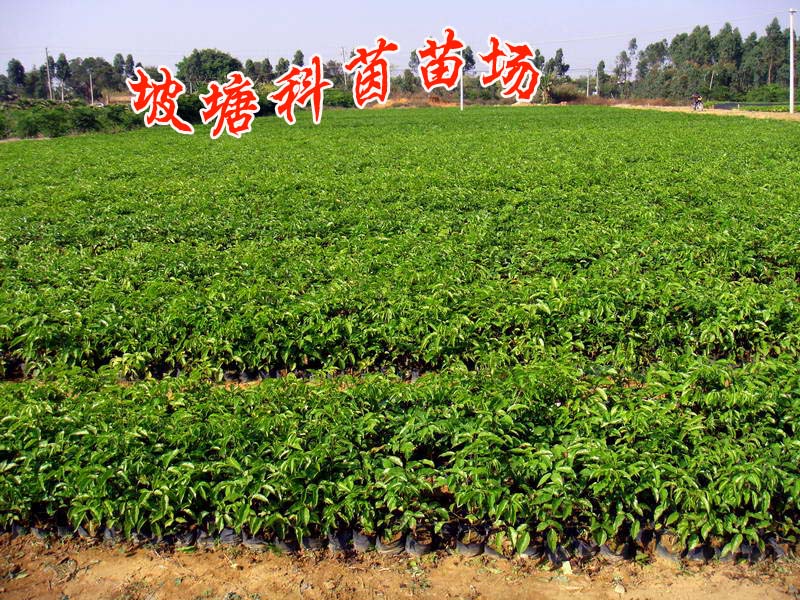 湛江市坡塘科茵苗场
