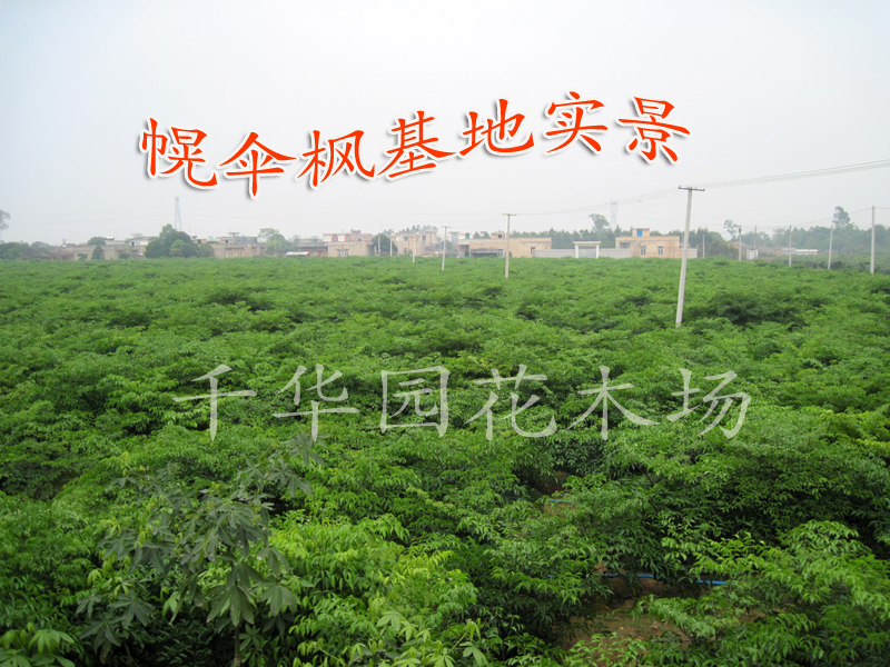 湛江市千华园花木场（湛江发财树、幌伞枫）