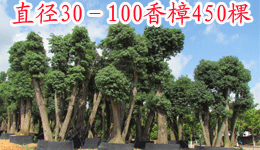 广东省佛山市陈村镇广隆花果树木园艺场