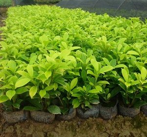 中山建辉花木场