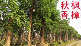 陈村文海恒记园林花场