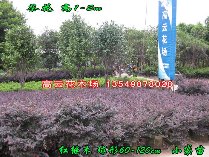 湖北高云花木场