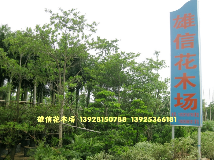广东省中山市雄信花木场