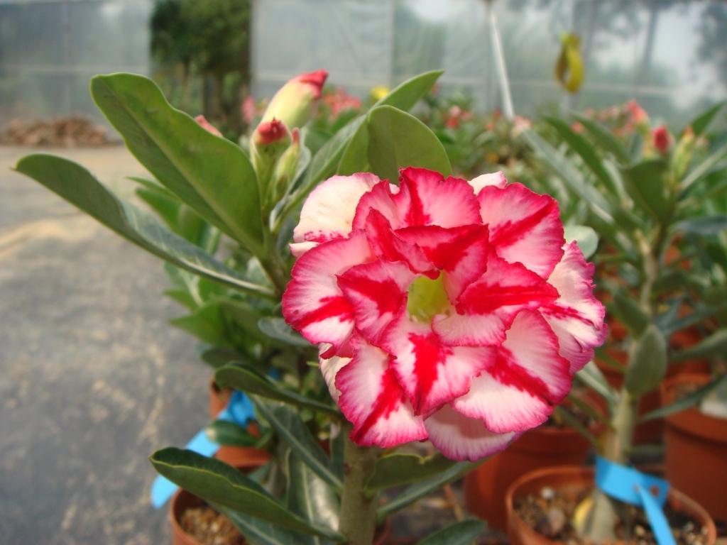 中山市富贵园花木种植场