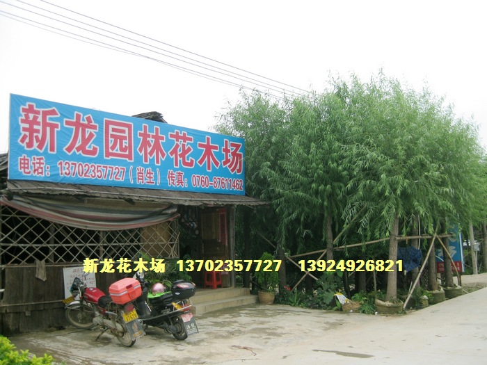 广东省中山市新龙园林花木场