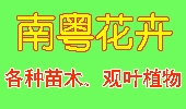 遂溪南粤花卉苗木场