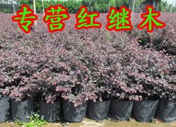 广东省佛山市顺德区陈村高雅园艺