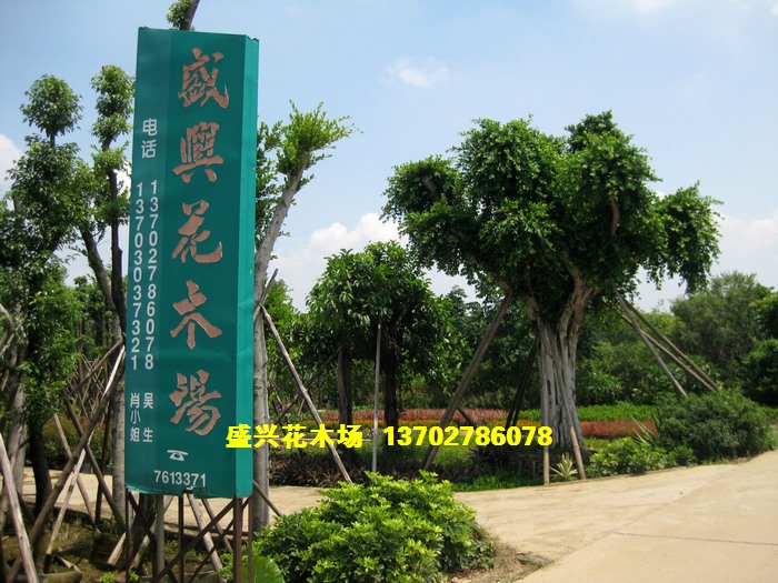 中山市横栏镇三沙盛兴花木场