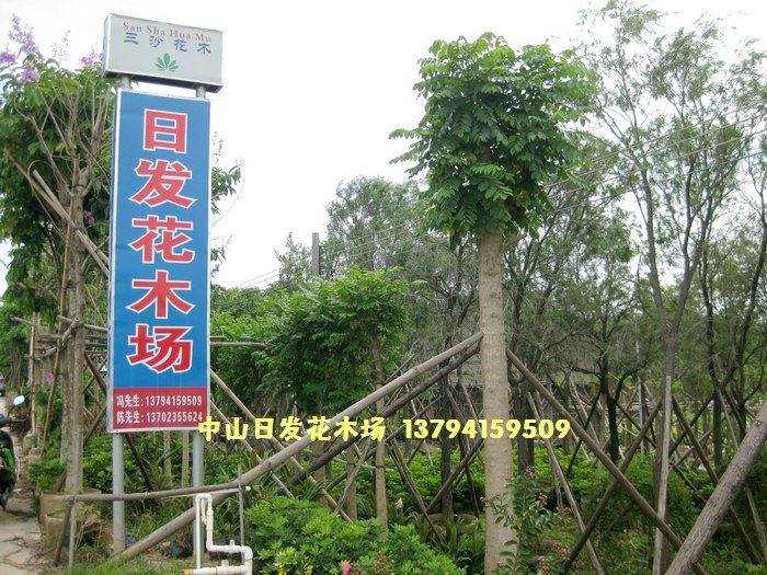 中山市日发花木场