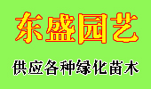 廉江市東盛园艺--秋枫、小叶榄仁、美人树