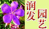 湛江市润发园艺--供应红千层、花旗木、角茎野牡丹