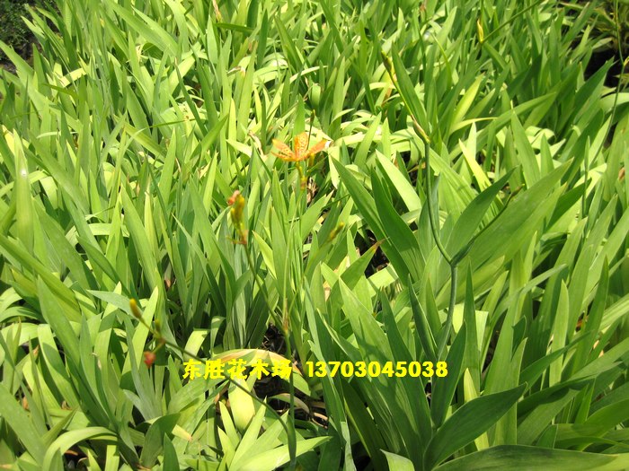 中山市东胜花木场