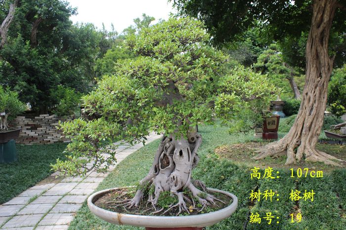 佛山市顺德区陈村镇艺林园艺场/艺盈园艺场