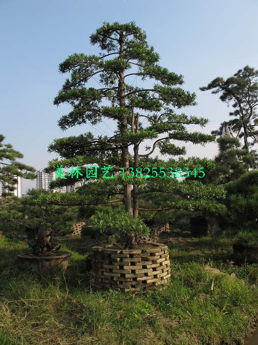 佛山美林园艺