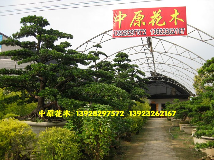 顺德中原花木事业公司