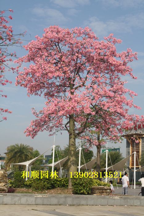 广东佛山和顺园林