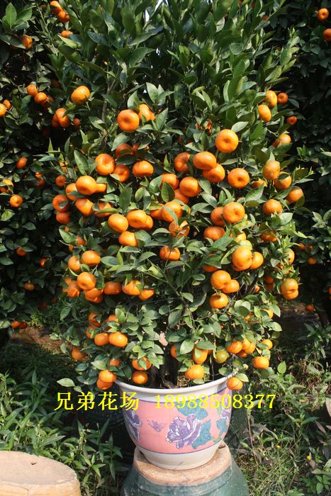 广东省佛山市陈村镇二龙兄弟桔果花场