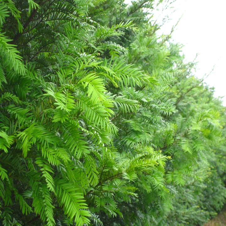 广盛花场