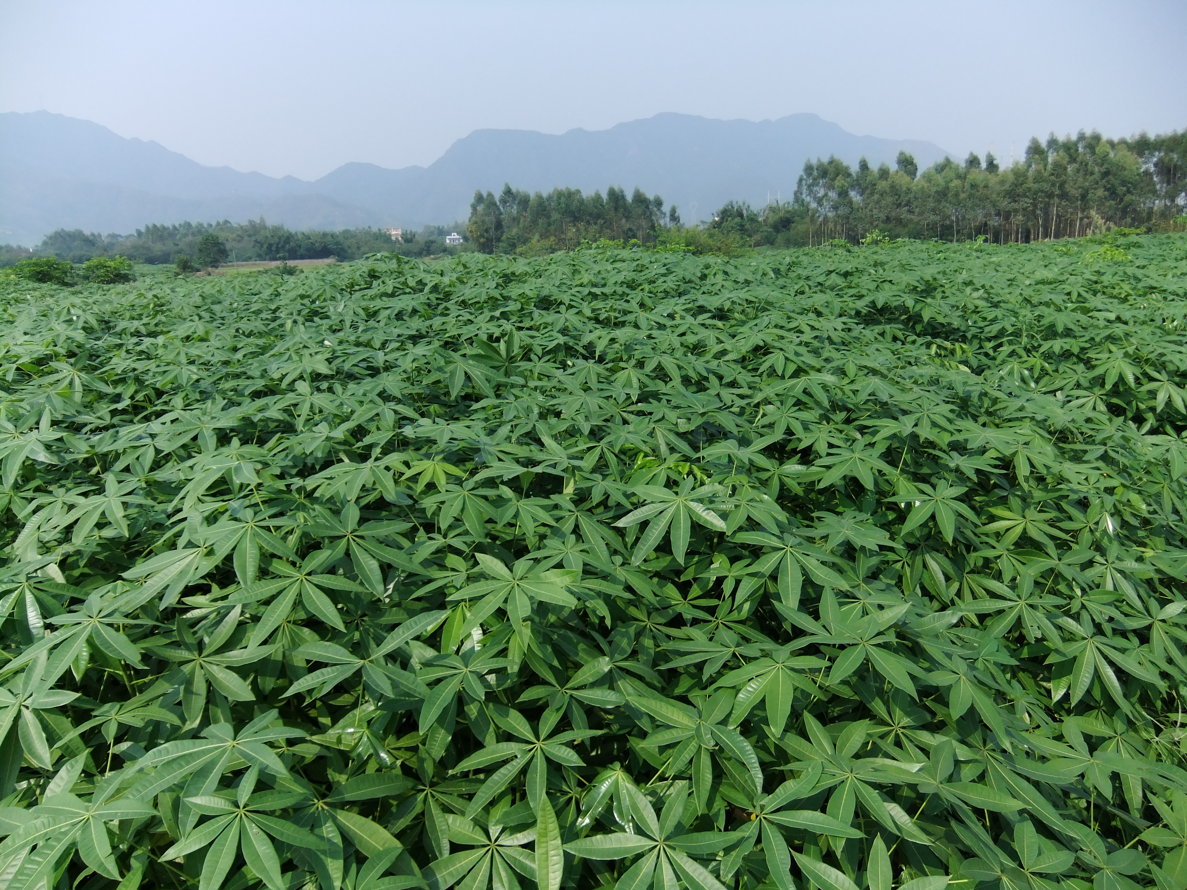 广州鸿兴苗圃