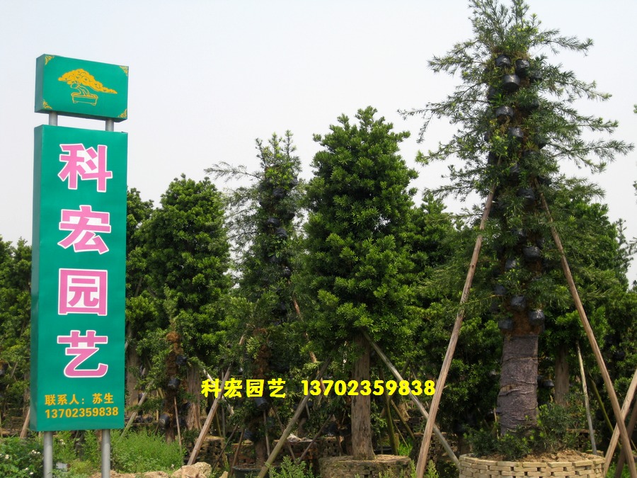 广东省中山市古镇科宏园艺
