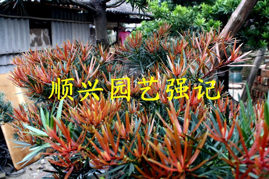佛山市陈村强记顺兴园艺