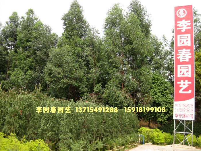 广东省佛山市顺德区李园春园艺
