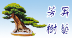 佛山顺德芳昇树艺