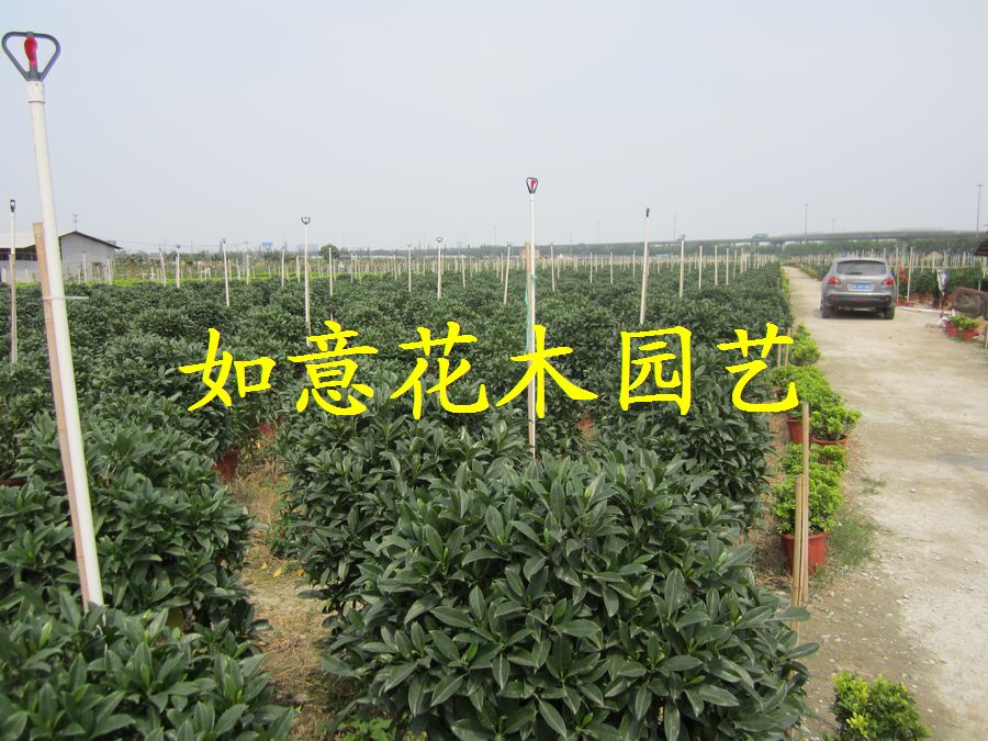 佛山市如意花木园艺