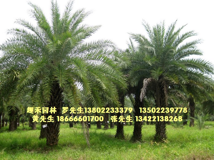 广东省惠州市趣禾园林绿化有限公司