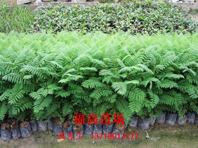 广州市天河区龙洞福高苗场