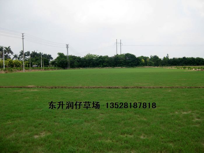 广东省中山市三角镇兴业草场