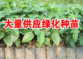 龙洞亚林苗圃-桂花 台湾罗汉松 小叶紫薇