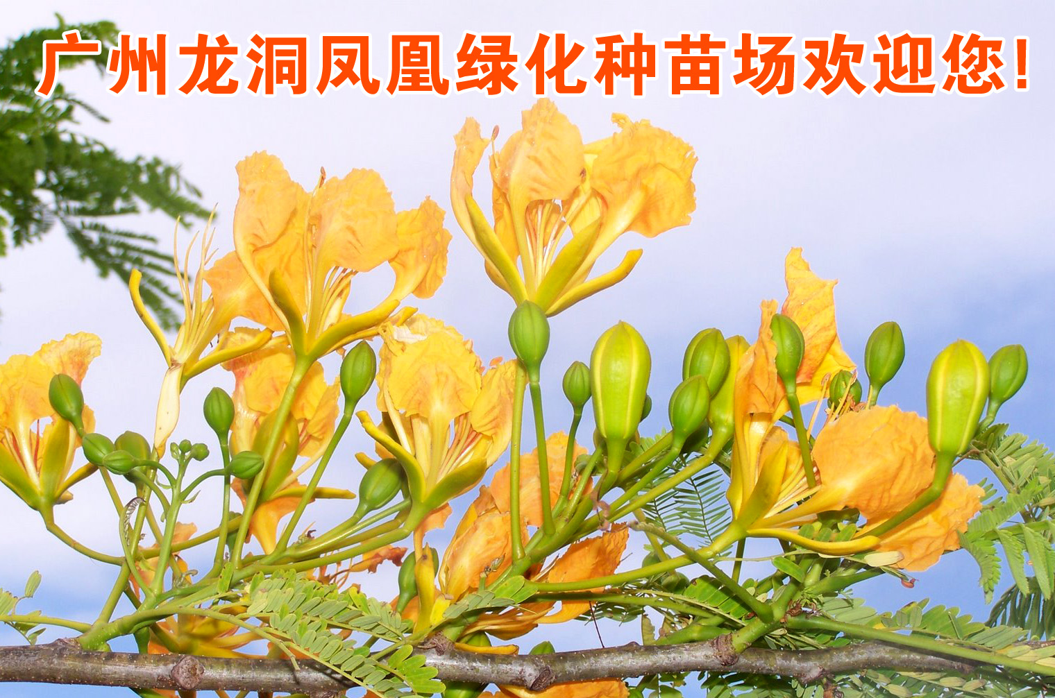 广州市天河区凤凰绿化种苗场