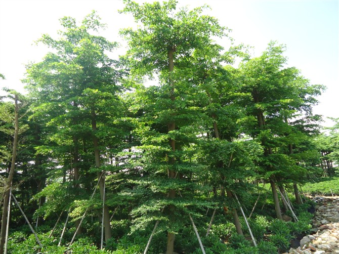 绿境林木种植场