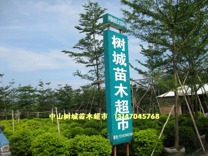 中山市树城苗木超市