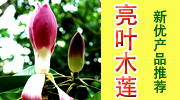 广西北海鑫森苗木场