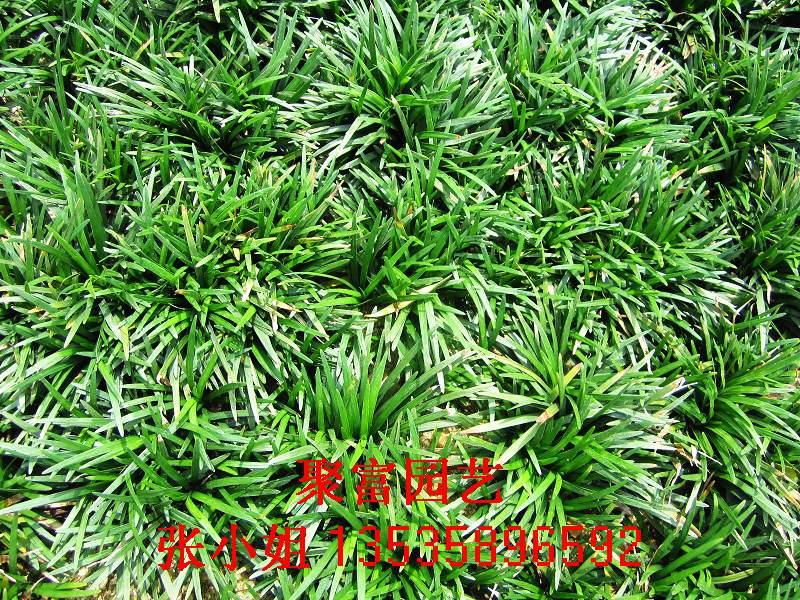 佛山市聚富花木场——专业玉龙草