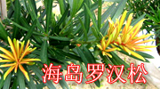 陈村强记种苗场