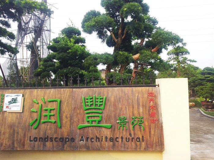 佛山市润丰景苑园艺-专业黑松